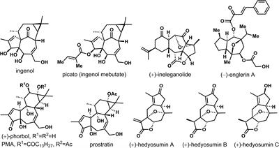 Stereoselective (4 + 3) cycloadditions of allenyl ethers-furans by chiral auxiliaries inducing and evaluation of anti-breast cancer activity